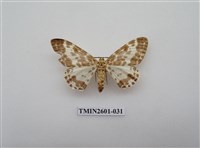 藏品(尺蛾115)的圖片